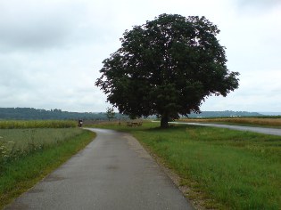 Donau-Radweg zwischen Hundersingen und Binzwangen