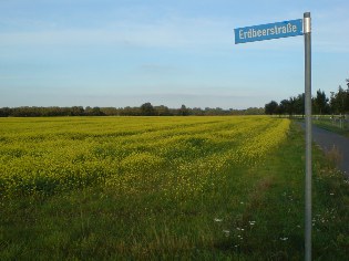 Rapsfeld am Ortsrand von Jänickendorf
